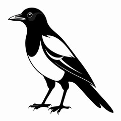Magpie Black silhouette