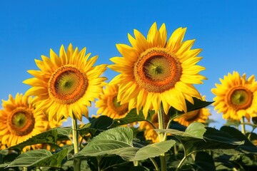 Fototapeta premium A field of sunflowers under a bright blue sky, with the flowers facing the sunlight