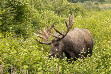 Alaska Yukon Bull Moose in Early Autumn in Alaska
