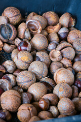 収穫して山積みされた沢山のトチの実