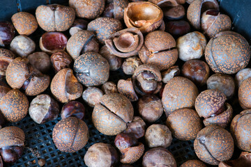収穫して山積みされた沢山のトチの実