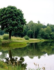 Fototapeta premium pond in the park