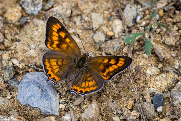 Tailed Copper, Tharsalea arota, resting on the ground