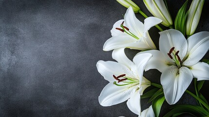 elegant white lilies flowers on a solemn background for a funeral or condolence card symbolizing mourning and peaceful tribute with gentle remembrance and space for sorrowful messages