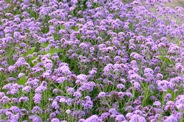 Naklejka premium Beautiful purple flowers Verbena bonariensis. the purpletop vervain, clustertop vervain, Argentinian vervain, tall verbena. Flower background.