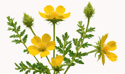 Yellow flowers with green leaves and buds on a white background