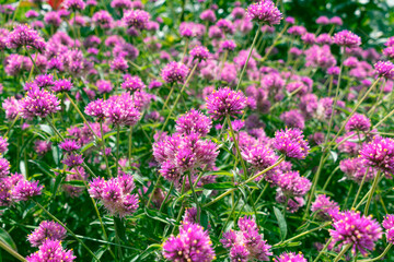 Obraz premium Beautiful pink flowers of Gomphrena globosa. globe amaranth. edible
