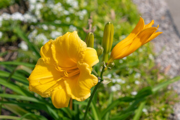 Obraz premium Beautiful yellow flowers of Hemerocallis lilioasphodelus, close-up. Hemerocallis flava, lemon daylily, lemon lily