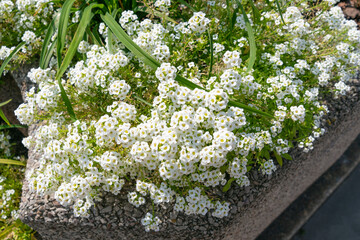 White flowers of Lobularia maritima in a flowerbed. sweet alyssum, sweet alison.