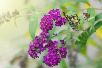 Beautiful purple flowers Buddleja davidii, close-up. summer lilac, butterfly-bush, orange eye.