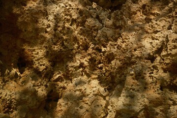 Background surface texture of coral rock