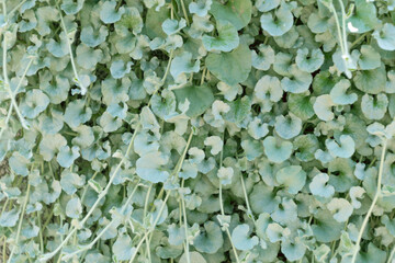 Dichondra argentea, the silver ponysfoot, silver nickel vine. Beautiful ornamental plant. flowering plant