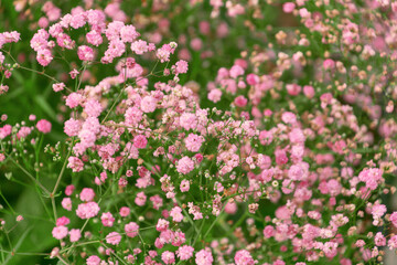 Beautiful pink flowers of Gypsophila paniculata in the garden. the baby's breath, common gypsophila, panicled baby's-breath.