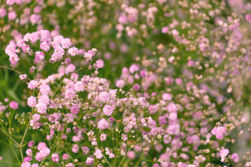 Fototapeta premium Beautiful pink flowers of Gypsophila paniculata in the garden. the baby's breath, common gypsophila, panicled baby's-breath.