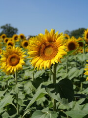 Beautiful Sunflowers on a Bright Sunny Midwestern Day