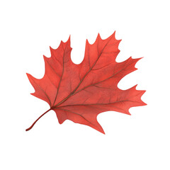 Fototapeta premium A Single Red Leaf, A Symbol of Change and New Beginnings.