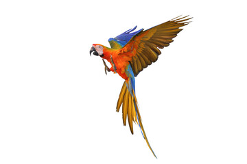 Fototapeta premium Colorful flying Camelot Macaw parrot isolated on transparent background png file