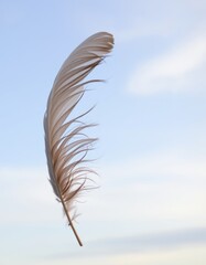 Feathers drifting on the breeze