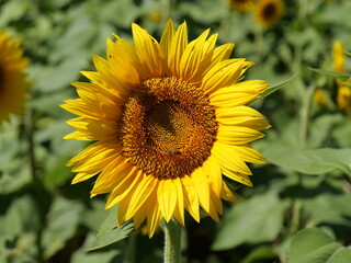 Beautiful Sunflowers on a Bright Sunny Midwestern Day