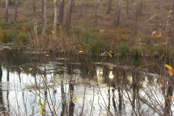 Golden Leaves and Autumn Serenity in the Forest