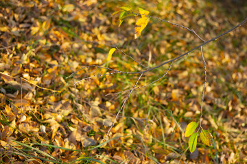 Golden Leaves and Autumn Serenity in the Forest