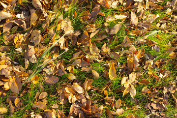 Golden Leaves and Autumn Serenity in the Forest