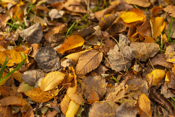 Golden Leaves and Autumn Serenity in the Forest