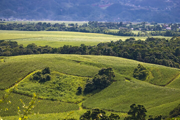 Green Agriculture Field Landscape with Green Trees and Mountain Range 4