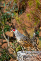 cheer pheasant or Catreus wallichii or Wallichs pheasant portrait during winter migration perched on big rock in natural colorful scenic green background in foothills himalaya forest uttarakhand india