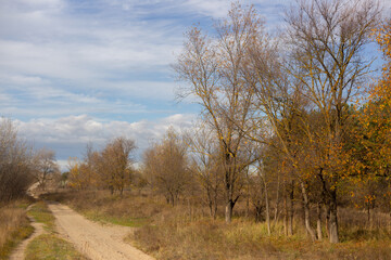 Golden Leaves and Autumn Serenity in the Forest