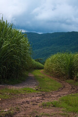 Sugar Cane Field with Dirt Road, Mountain, on an Overcast day 1