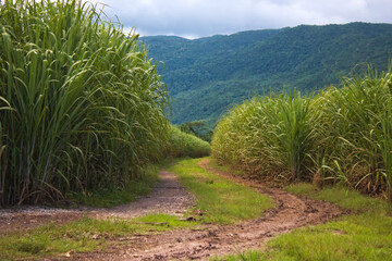 Sugar Cane Field with Dirt Road, Mountain, on an Overcast day 2