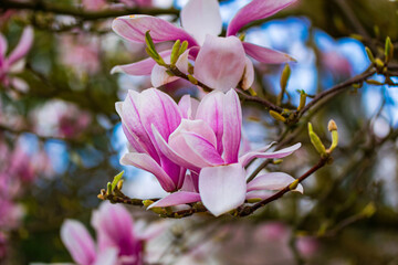 Blooming flowers of the magnolia