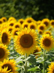 Beautiful Sunflowers on a Bright Sunny Midwestern Day