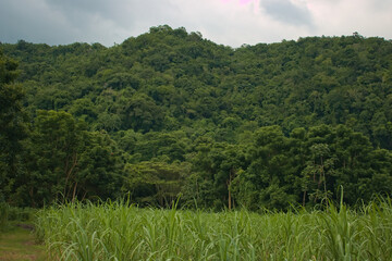 Sugar Cane Field with Green Lush Forest Trees on Hillside