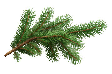 Pine branch on transparent background