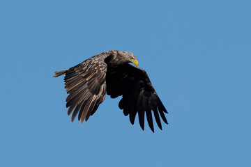 White-tailed eagle (haliaeetus albicilla)