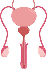 Flat vector Human Male Reproductive System EPS