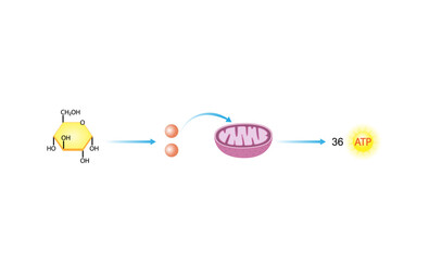 Glycolysis .Cellular Respiration. Mitochondria. Scientific Vector Illustration	