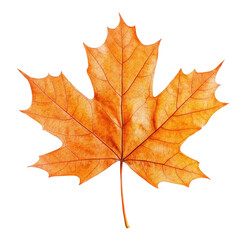 Obraz premium Golden Autumn Leaf - Nature's Delicate Beauty.