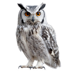 Obraz premium The Wise Owl A Majestic Portrait of a Powerful Bird.