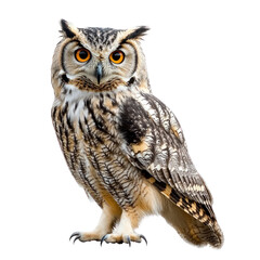 Naklejka premium The Wise Owl's Intense Gaze - A Symbol of Knowledge and Strength.