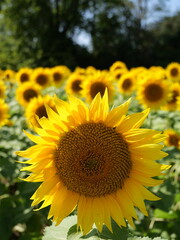 Obraz premium Beautiful Sunflowers on a Bright Sunny Midwestern Day