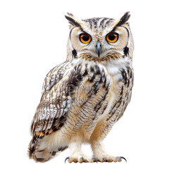Naklejka premium Wise Owl with Intense Gaze - Symbol of Intelligence and Wisdom.