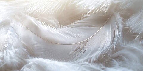 Fototapeta premium beautiful white feathers arranged for a gentle background representing peace and hope, ideal for creative banners and inspirational products