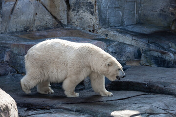 A large polar bear stands on rocks