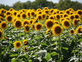 Beautiful Sunflowers on a Bright Sunny Midwestern Day
