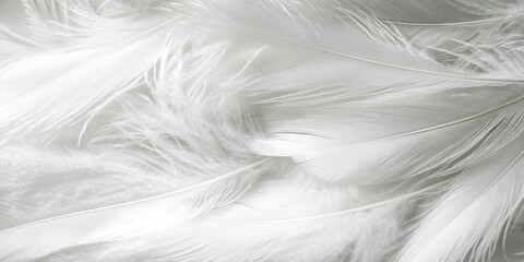 Fototapeta premium beautiful white feathers arranged for a gentle background representing peace and hope, ideal for creative banners and inspirational products
