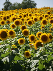Obraz premium Beautiful Sunflowers on a Bright Sunny Midwestern Day