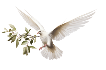 A dove holds an olive branch in its beak, symbolizing peace and hope, isolated on a white background.